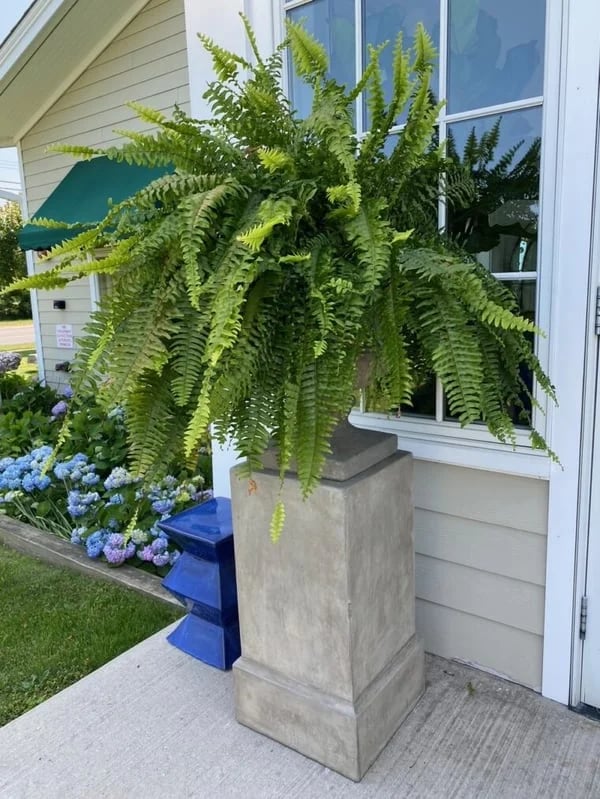 UV Resistant Artificial Boston Fern