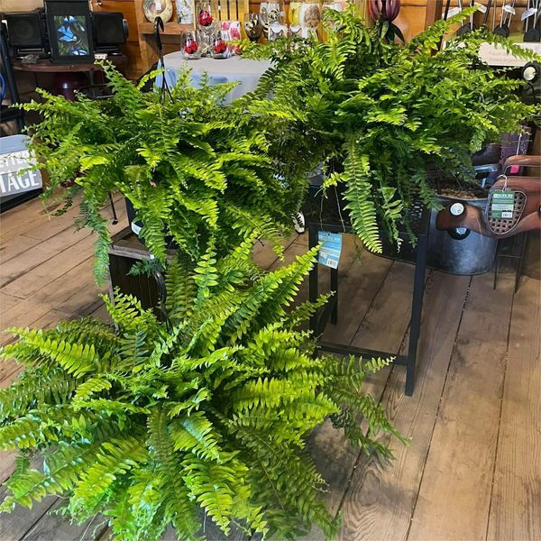 UV Resistant Artificial Boston Fern