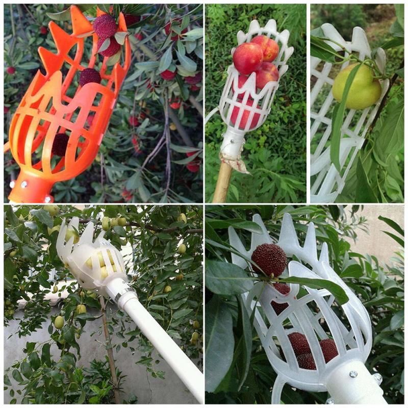 Elevated Apple Harvesting Tool - High-Reach Fruit Picker - Complimentary Shipping