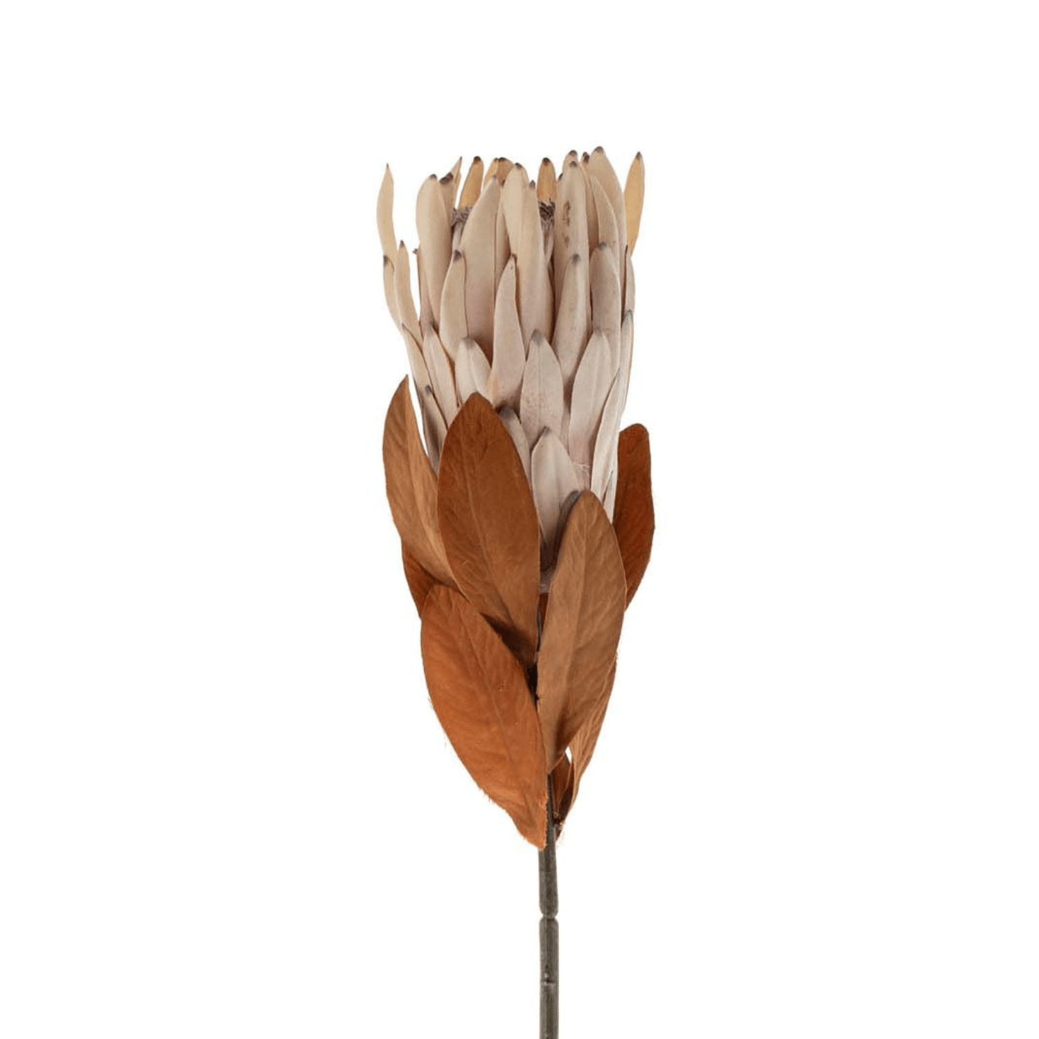 Artificial Protea Sprig - LndmarkClub USA