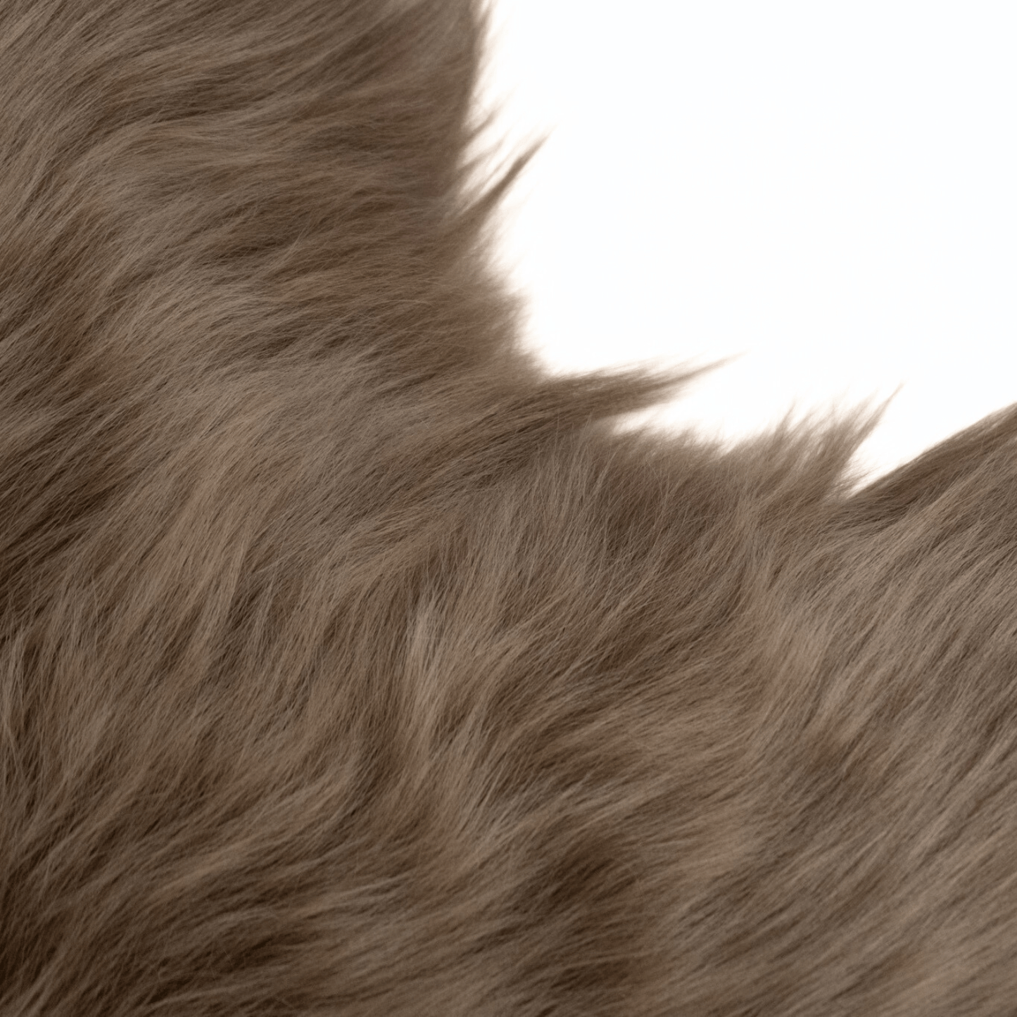 Shorn Caramel Brown Long Hair Sheepskin Throw